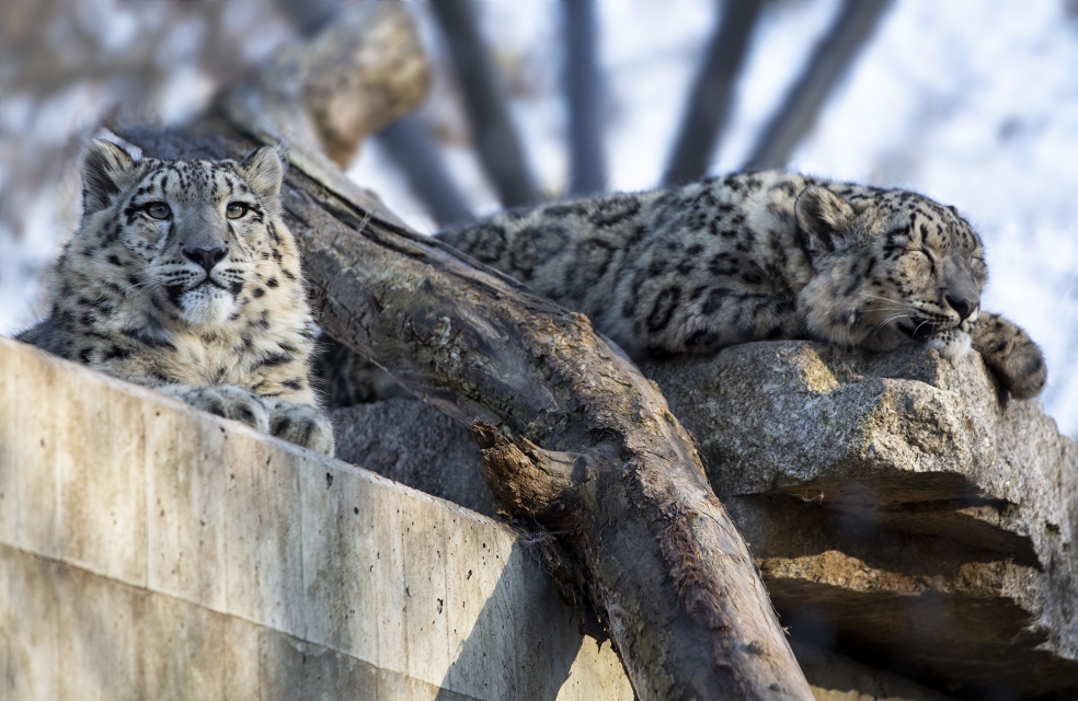 Schnee-Leoparden, Wilhelma